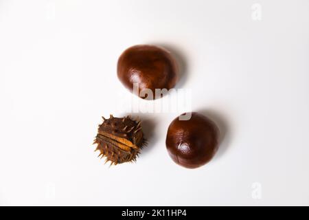 Unschärfe-Effekte von oben auf drei Kastanien auf weißem Hintergrund. Rosskastanien mit isolierten Blättern auf weißem Hintergrund. Nicht fokussiert. Stockfoto