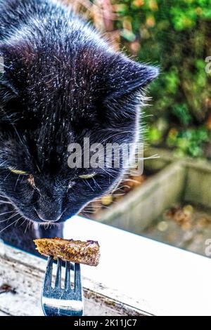 Kater Muffin in Linden Garten, auf der Straße, Hannover. Stockfoto