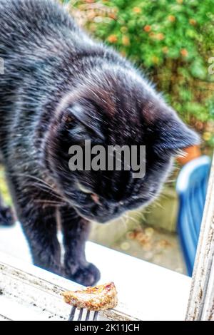 Kater Muffin in Linden Garten, auf der Straße, Hannover. Stockfoto