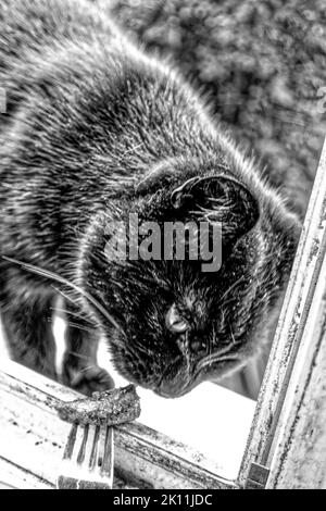 Kater Muffin in Linden Garten, auf der Straße, Hannover. Stockfoto