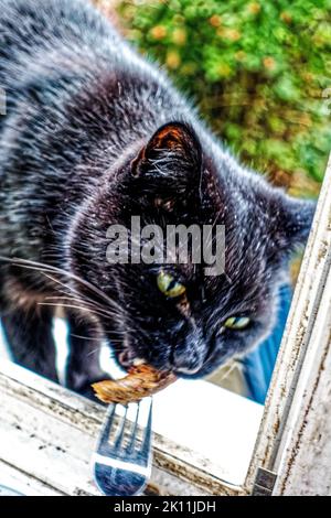 Kater Muffin in Linden Garten, auf der Straße, Hannover. Stockfoto