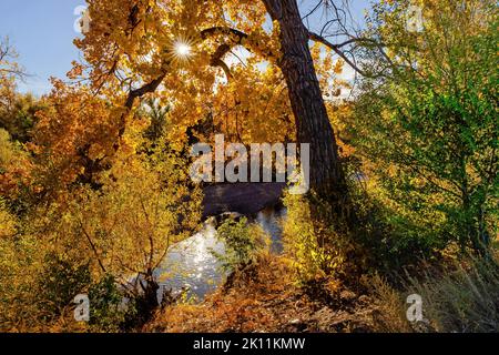 Herbstfarben am Cherry Creek in Denver, Colorado, mit der Sonne, die durch die Blätter strömt und sich im Wasser unten reflektiert. Stockfoto