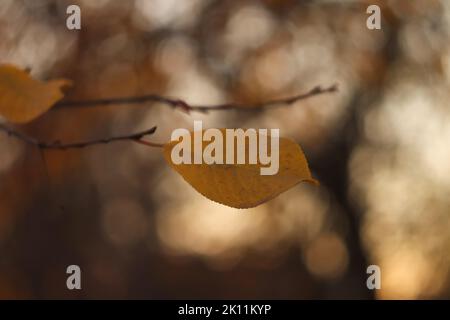 Defokussieren Sie das letzte gelbe Blatt, das auf dem Ast des Baumes auf dem unscharfen Hintergrund des spätherbstlichen Waldes hängt. Symbol des späten verregneten Herbstes. Dunkler Herbst Stockfoto