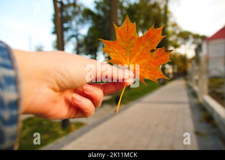 Unschärfe orange Ahornblatt in weiblicher Hand auf Natur grünen Park Hintergrund. Bunte Ahornblätter in der Hand des Mädchens. Herbstpark. Oktober, september Stockfoto