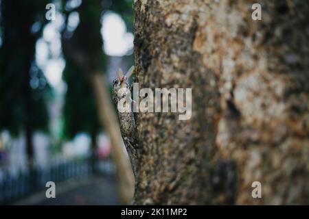 Draco Volans aßen fliegende Termiten im Baum. Gewöhnliche Segeleidechse (Draco volans), die eine fliegende Termiten fressen. Stockfoto