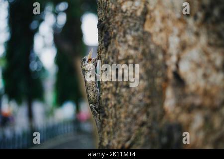 Draco Volans aßen fliegende Termiten im Baum. Gewöhnliche Segeleidechse (Draco volans), die eine fliegende Termiten fressen. Stockfoto