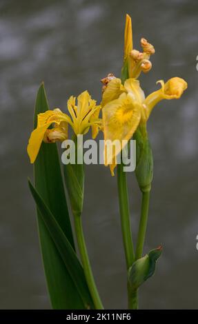 Gelbe große Blüten einer Canna Indica Stockfoto