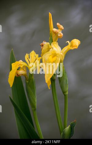 Gelbe große Blüten einer Canna Indica Stockfoto