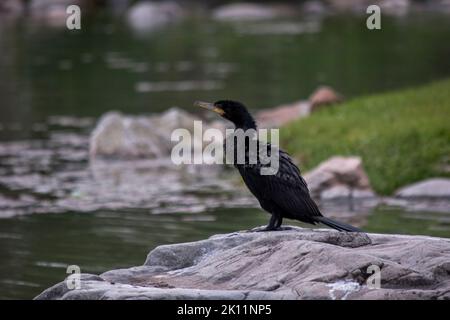 Schwarzer Vogel auf der Flussseite. Phalacrocorax carbo Stockfoto