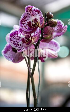 Wunderschöne violette Orchideen Stockfoto