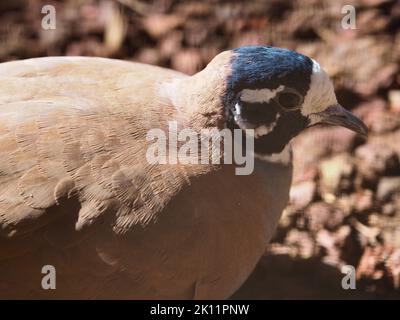 Angesehener, würdevoller Schwarm Bronzewing mit getarnter Gefiederung. Stockfoto