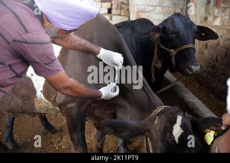 Amritsar, Indien. 14. September 2022. Ein Tierarzt impft eine Kuh gegen die klumpige Hauterkrankung in einem Dorf in Punjab, Indien, 14. September 2022. In den letzten viereinhalb Monaten sind in Indien mehr als 57.000 Rinder an der klumpigen Hautkrankheit (LSD) gestorben, die sich im südasiatischen Land weiter ausbreitet. Zu den betroffenen Gebieten gehören die Hauptstadtregion Delhi sowie die Bundesstaaten Haryana, Punjab, Gujarat, Rajasthan, Uttar Pradesh und Andhra Pradesh. Quelle: Str/Xinhua/Alamy Live News Stockfoto