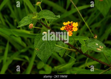 Ein Stiel einer krautigen Graspflanze namens lantana camara, die mehrere Blüten hat, die in Gelb und Orange blühen, die noch grün und pink sind Stockfoto