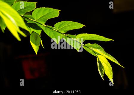 Die kleinen grünen Blätter der Kirsch- oder Muntingia calabura-Pflanze werden transparent, wenn sie dem Sonnenlicht ausgesetzt werden, dem Hintergrund einer dunklen Umgebung Stockfoto