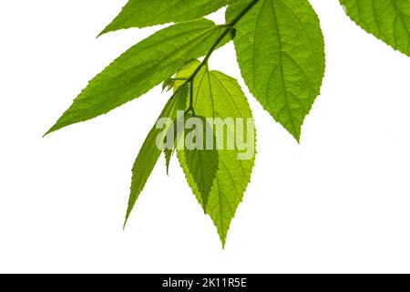 Kleine Zweige von Kirsch- oder Muntingia Calabura-Pflanzen mit grünen Blättern werden durch Sonnenlicht transparent, isoliert auf einem hellen Hintergrund Stockfoto