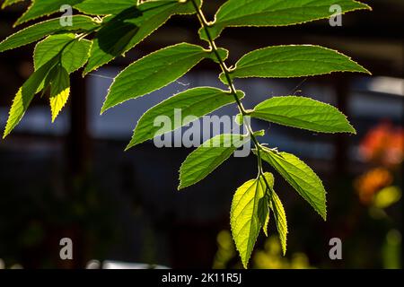 Die kleinen grünen Blätter der Kirsch- oder Muntingia calabura-Pflanze werden transparent, wenn sie dem Sonnenlicht ausgesetzt werden, dem Hintergrund einer dunklen Umgebung Stockfoto