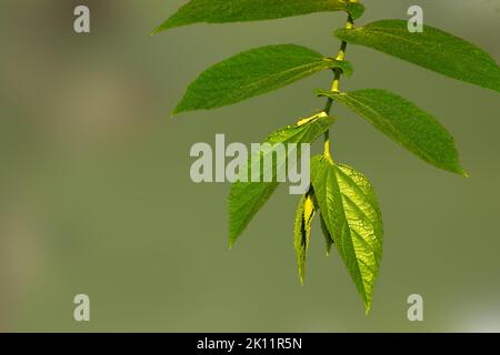 Kleine Zweige von Kirsch- oder Muntingia Calabura-Pflanzen mit grünen Blättern werden durch Sonnenlicht transparent, isoliert auf einem hellen Hintergrund Stockfoto