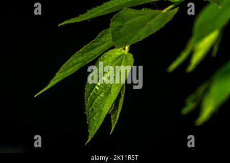 Die kleinen grünen Blätter der Kirsch- oder Muntingia calabura-Pflanze werden transparent, wenn sie dem Sonnenlicht ausgesetzt werden, dem Hintergrund einer dunklen Umgebung Stockfoto