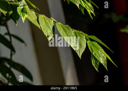 Die kleinen grünen Blätter der Kirsch- oder Muntingia calabura-Pflanze werden transparent, wenn sie dem Sonnenlicht ausgesetzt werden, dem Hintergrund einer dunklen Umgebung Stockfoto