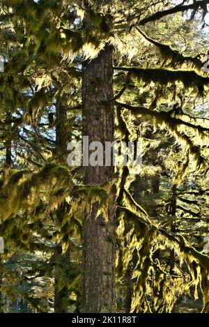 Hängendes Moos und usnea-Flechten in großen Bäumen in einem alten Regenwald im Südosten Alaskas. Stockfoto