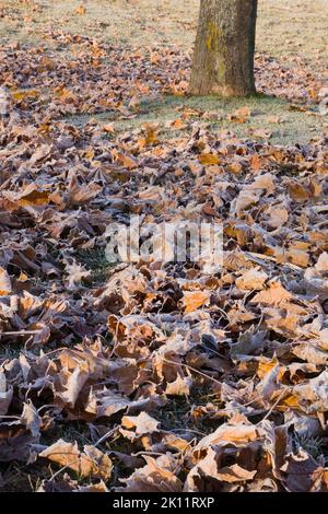 Frostbedeckte Acer - Ahornblätter auf grünem Rasen im Spätherbst. Stockfoto