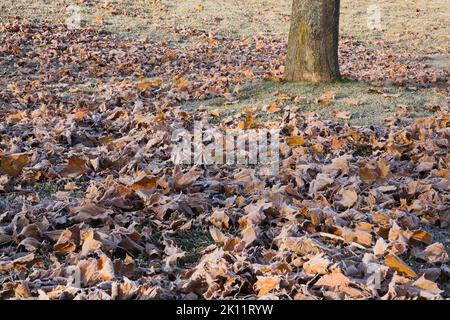 Frostbedeckte Acer - Ahornblätter auf grünem Rasen im Spätherbst. Stockfoto