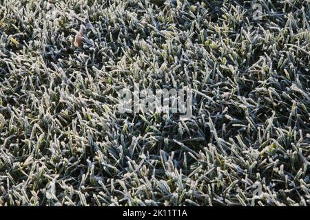 Frostbedeckter grüner Rasen im Spätherbst. Stockfoto