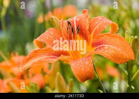 Nahaufnahme von orangefarbenem Hemerocallis - Tagesblüte mit Wassertröpfchen im Sommer. Stockfoto