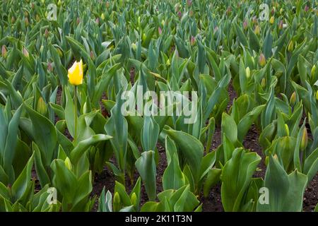Yellow Tulipa - Tulpe im Blumenbeet. Stockfoto