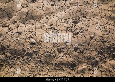 Nahaufnahme von zerrissenem und getrocknetem Schlamm in der Landwirtschaft. Stockfoto