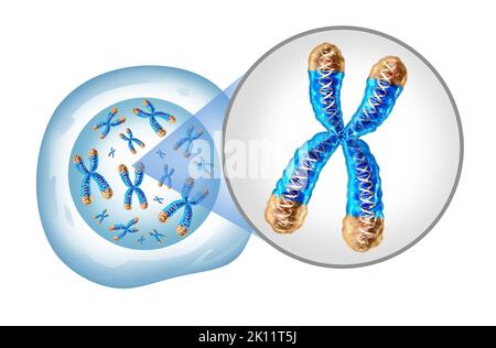 Chromosom und Zellkern mit Telomer- und DNA-Konzept für eine menschliche Biologie x Struktur, die DNA-genetische Informationen als medizinisches Symbol enthält. Stockfoto