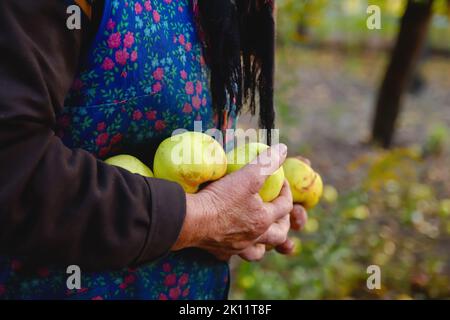 Defokussieren Sie die alte Frau mit gelben Äpfeln. Hände einer alten Frau mit grünen Äpfeln. Das Konzept der Landwirtschaft. Seniorentag. Unvollkommene Früchte. Apple Farm Stockfoto