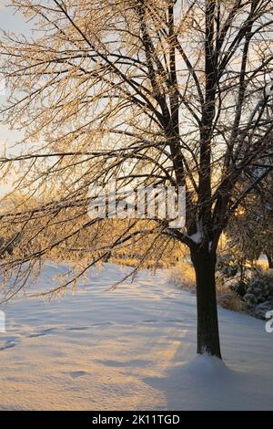 Eisbedeckte Laubbäume im Park im Winter bei Sonnenaufgang. Stockfoto
