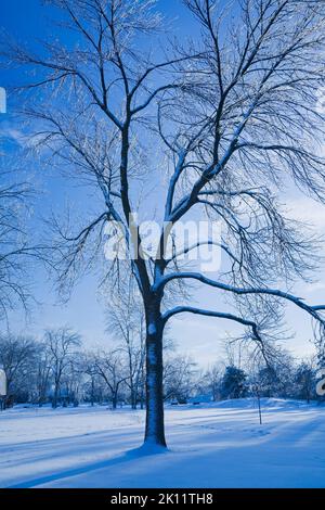 Eis- und schneebedeckte Laubbäume im Park am frühen Morgen, Ile des Moulins, Old Terrebonne, Lanaudiere, Quebec, Kanada. Stockfoto
