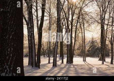 Eis- und schneebedeckte Laubbäume im Park im Winter, Ile des Moulins, Old Terrebonne, Lanaudiere, Quebec, Kanada. Stockfoto
