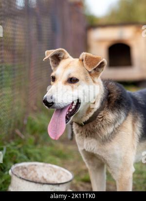 Ein fröhlicher großer Hund mit einer hervorrammenden Kettenzunge. Porträt eines Hundes auf einer Kette, die das Haus aus nächster Nähe bewacht. Ein glückliches Haustier mit offenem Mund. Sim Stockfoto