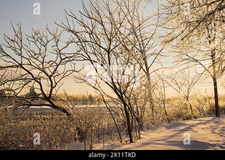 Eis- und schneebedeckte Laubbäume im Winter bei Sonnenaufgang, Ile St-Jean, Terrebonne, Lanaudiere, Quebec, Kanada. Stockfoto