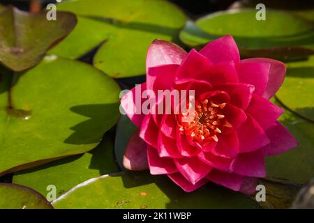 Nahaufnahme einer rosa Nymphaea - Seerose Blume im Teich im Sommer. Stockfoto