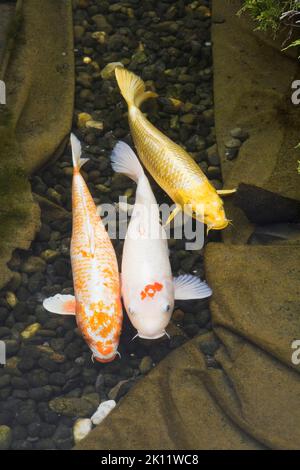 Nahaufnahme von drei Cyprinus carpio - japanische Koi-Fische im Teich. Stockfoto