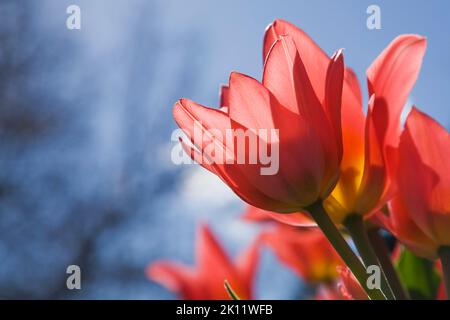 Nahaufnahme der roten Tulipa - Tulpenblüten im Frühling vor blauem Himmel. Stockfoto