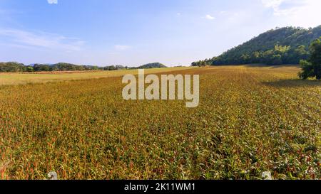 Hirse oder Sorghum eine wichtige Getreideernte in Feld, Sorghum ein weit verbreitetes Getreide heimisch zu warmen Regionen. Es ist eine wichtige Quelle für Getreide und f Stockfoto