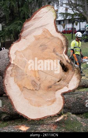 Nahaufnahme eines Baumstamms. Nahaufnahme eines Baumstamms. Stockfoto