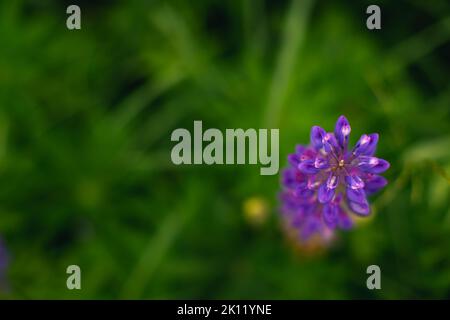 Blumen der wilden Pflanzen Lupinus auf einem Feld im Grünen. Vorderansicht. Stockfoto