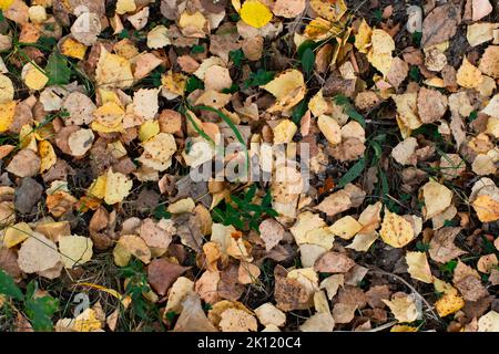 Saisonales Foto, Herbst, gefallene Birkenblätter auf dem Gras. Flatlay. Stockfoto