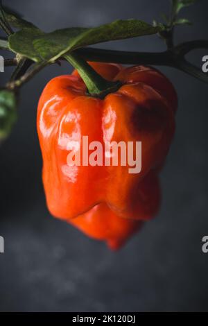 Nahaufnahme von Habanero Chilli wachsen in der Pflanze, rote Farbe heiße Sorte von Paprika, dunkel launischen Hintergrund mit Kopieplatz Stockfoto