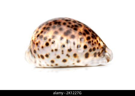 Bild von Tiger-Kaurie (Cypraea tigris) auf weißem Hintergrund. Unterwassertiere. Muscheln. Stockfoto