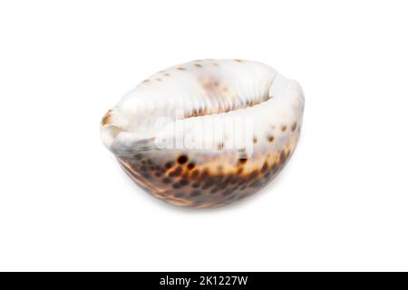 Bild von Tiger-Kaurie (Cypraea tigris) auf weißem Hintergrund. Unterwassertiere. Muscheln. Stockfoto