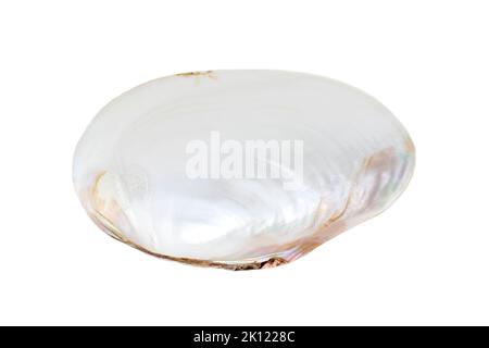 Bild von Muschelmuscheln mit Perlmuscheln auf weißem Hintergrund. Unterwassertiere. Muscheln. Stockfoto