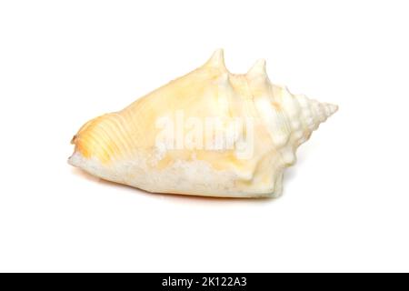 Bild der meerschnecke strombus alatus, die kämpfende Muschel Floridas, ist eine Art von mittelgroßer, warmwasseriger Meerschnecke, einer Meeresschnecke im Meeresschnecke Stockfoto