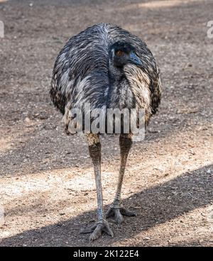 Der emu ist der zweithöchste lebende Vogel nach seiner ratiten Verwandten, dem Strauß Stockfoto